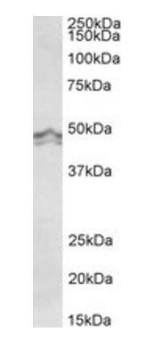 Goat anti-histamine H3 receptor Antibody