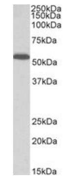 Goat anti-PCOLCE Antibody