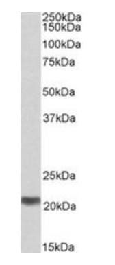 Goat anti-MRG/MORF4L binding protein Antibody