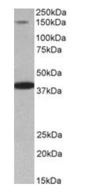 Goat anti-Irs4 (mouse aa633-647) Antibody