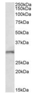 Goat anti-Fgf14 (mouse N terminus) Antibody