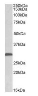 Goat anti-FGF13 (isoform 1) Antibody