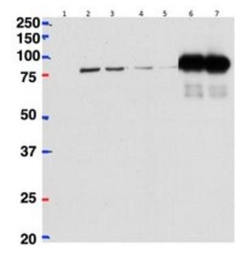 Goat anti-betaCstF-64 variant 1/ betaCstF-64 variant 3 (mouse) Antibody