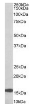 Goat anti-RPL23 Antibody