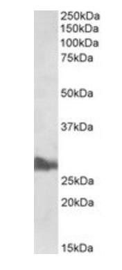 Goat anti-APOA1 Antibody