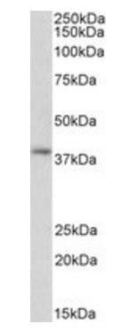 Goat anti-GNAI2 (aa289-299) Antibody