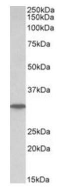 Goat anti-PNP (aa142-153) Antibody