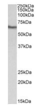 Goat anti-GGT1 Antibody