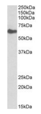 GGT1 antibody