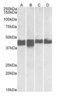 creatine kinase M-type antibody