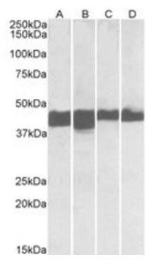 Goat anti-creatine kinase M-type Antibody