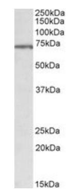 MLC1 antibody