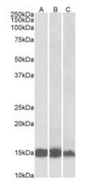 FABP3 antibody