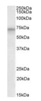 PLK3 antibody