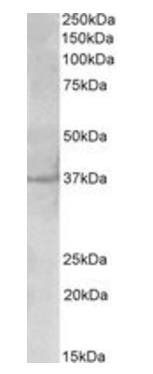 PLK5 antibody
