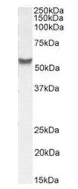 Goat anti-SLC7A6 / y+LAT-2 Antibody