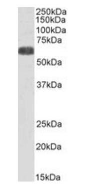 Goat anti-SLC7A6 / y+LAT-2 (C Terminus) Antibody