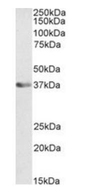 Goat anti-ATF1 Antibody