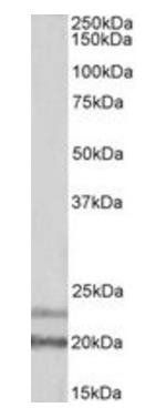 Goat anti-IL-17D (aa55-65) Antibody