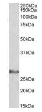 IL17D antibody