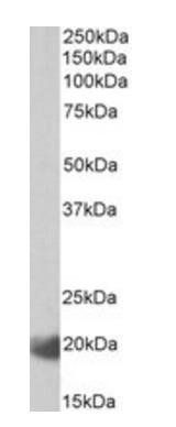 IL17C antibody