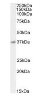 Goat anti-BHLHE22 Antibody