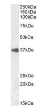 BHLHE22 antibody