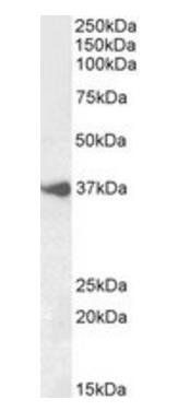 Goat anti-BHLHE22 (aa128-141) Antibody