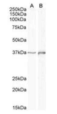 Goat anti-DLX2 (aa279-292) Antibody