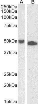 Goat anti-UBID4 (aa89-103) Antibody