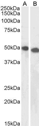 Goat anti-UBID4 (aa245-259) Antibody