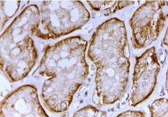 Goat anti-SLC26A1 / SAT-1 Antibody