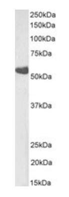 Goat anti-thromboxane A2 receptor (isoform beta) Antibody