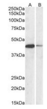 Goat anti-CREB1 (aa96-109) Antibody