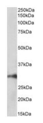 Goat anti-HOXA5 (aa157-168) Antibody