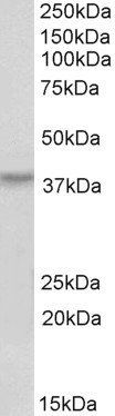 Goat anti-HOXA10, Biotinylated Antibody