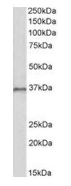 Goat anti-HOXC10 Antibody