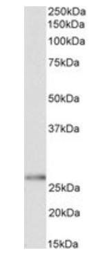 Goat anti-HOXC6 (isoform 1) Antibody