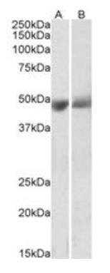 Goat anti-SERPINF1 / PEDF Antibody
