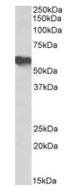 Goat anti-AHSG Antibody