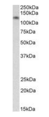 Goat anti-CDH13 / H cadherin (aa285-297) Antibody