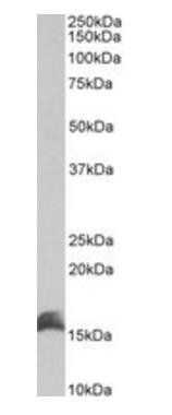 CutA protein antibody