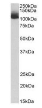 Nlrp12 antibody