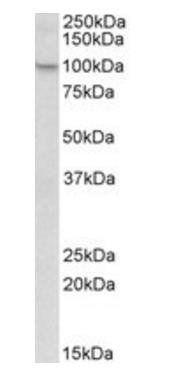 Goat anti-Nalp12 / Nlrp12 (rodent) Antibody