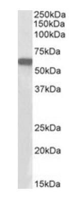 Transcription factor E2F1 antibody