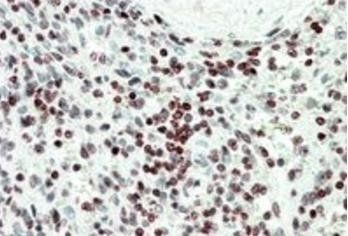 Goat anti-EDF1 Antibody