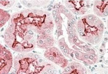 Goat anti-kallikrein 6 Antibody