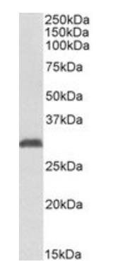 Goat anti-NAT1 (aa272-286) Antibody