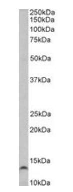 Goat anti-TFF3 Antibody