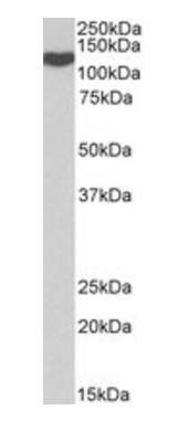 Goat anti-ADAM19 Antibody